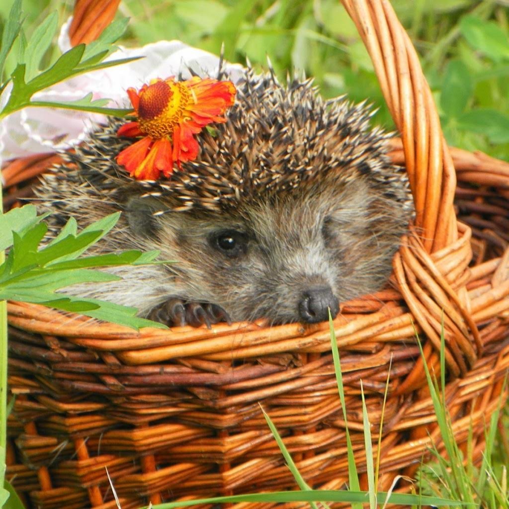 Блюдо из ежа лесного