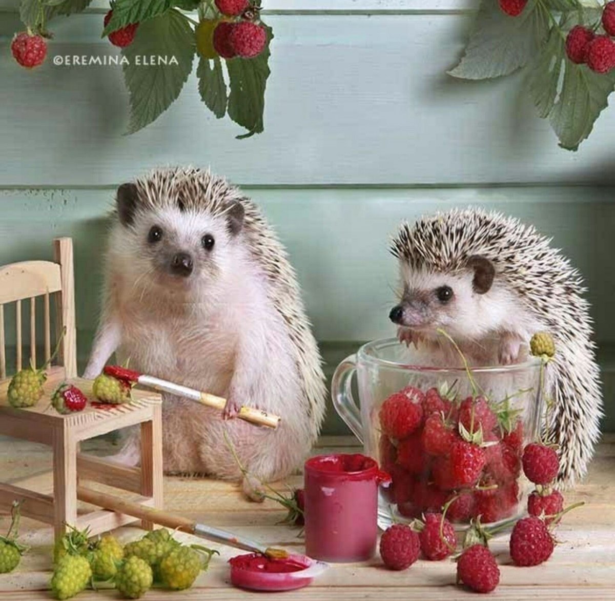 Доброе летнее утро Ежик