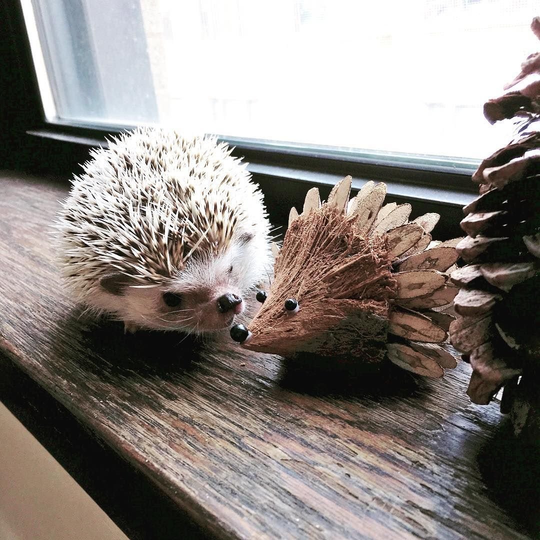Милый еж