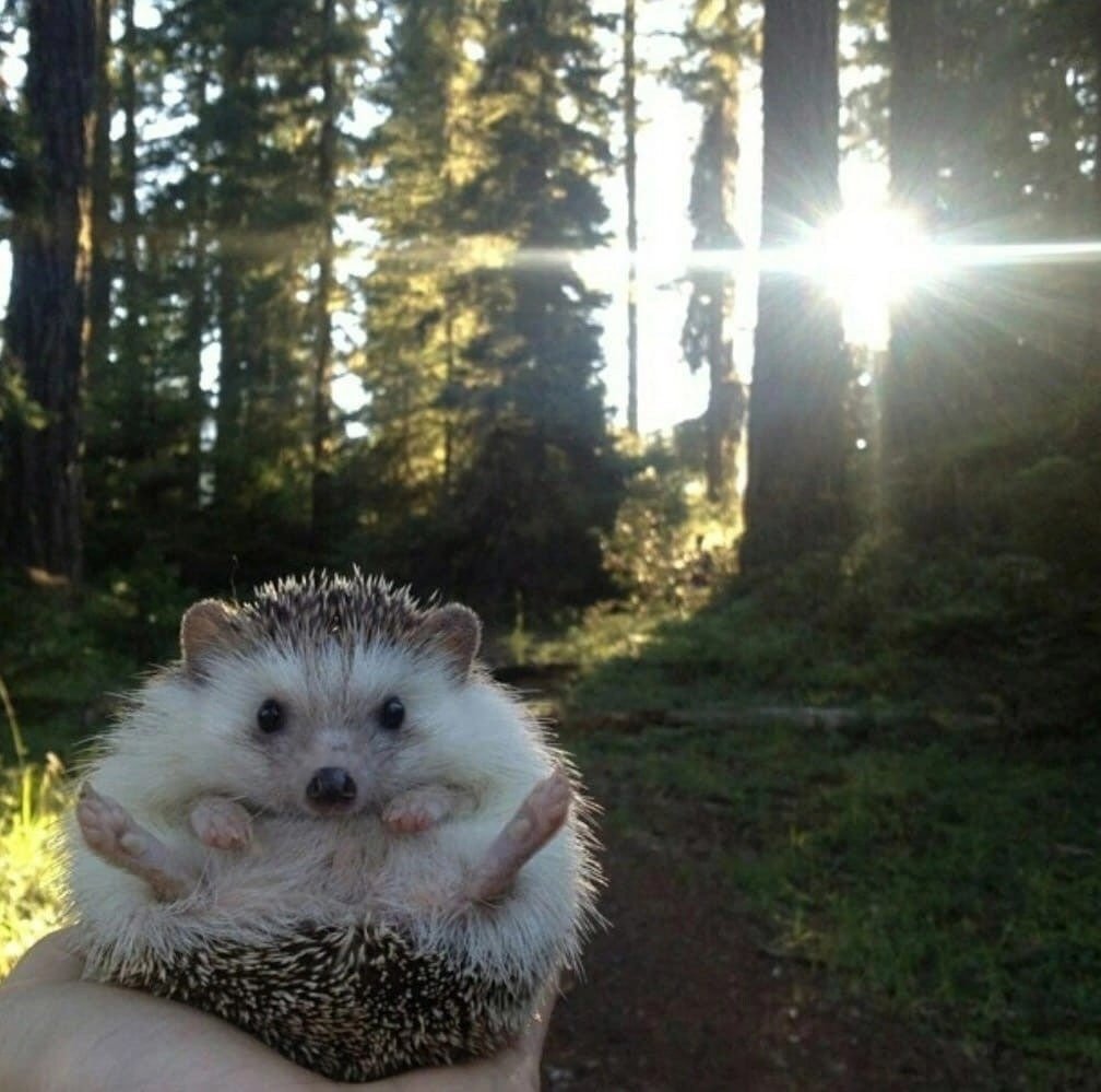 Ежик-путешественник по имени Бидди