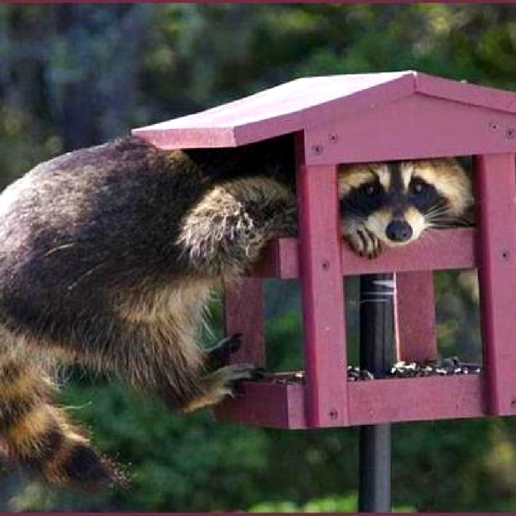 Енот в мусорке