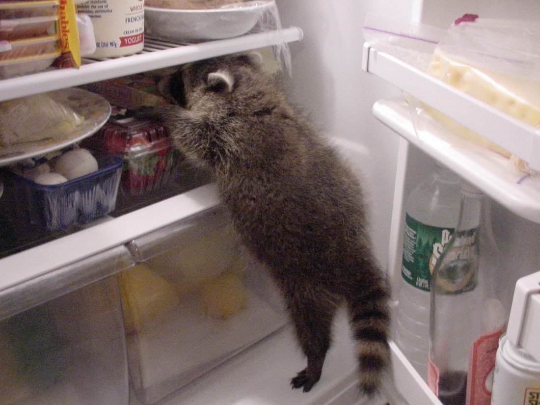 Мемы с енотами