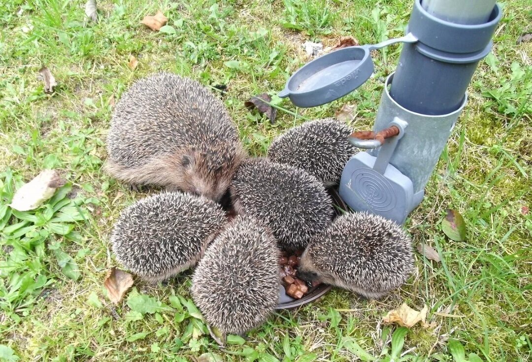 Ежик в шляпе