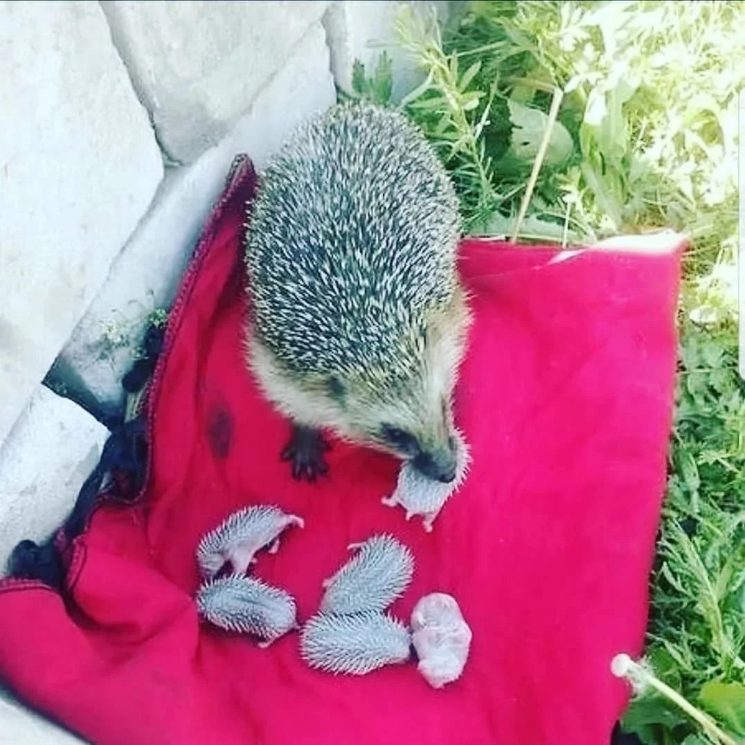 Животное на пляже