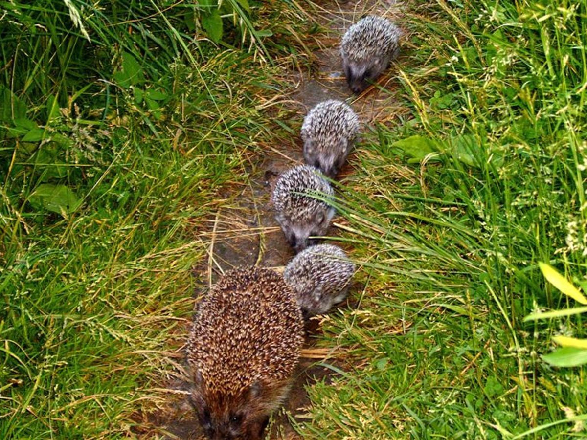 Ежик в цветах
