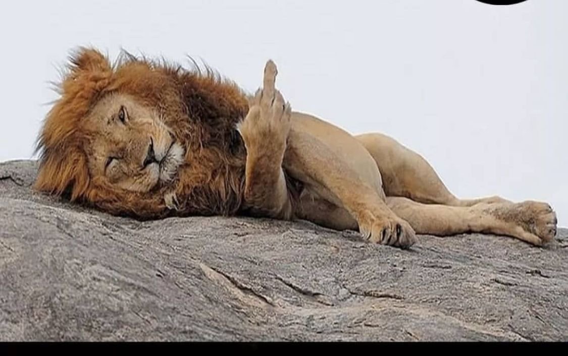 Львенок Эстетика