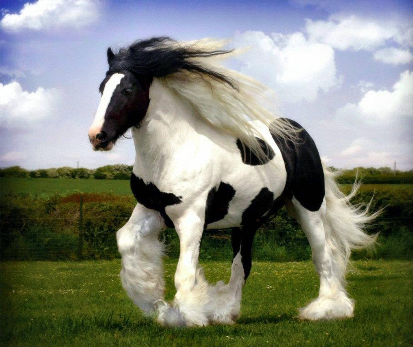 Модификации тинкер. Американский Пейнтхорс Шайр. Лошадь породы Гипси Ваннер. Шайр альбинос. Мохноногие лошади порода.