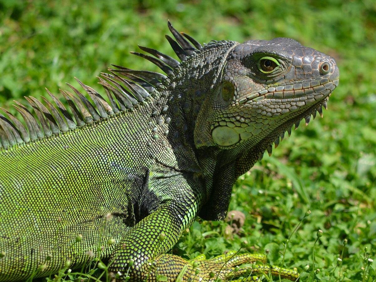 Игуана обыкновенная ( Iguana Iguana)
