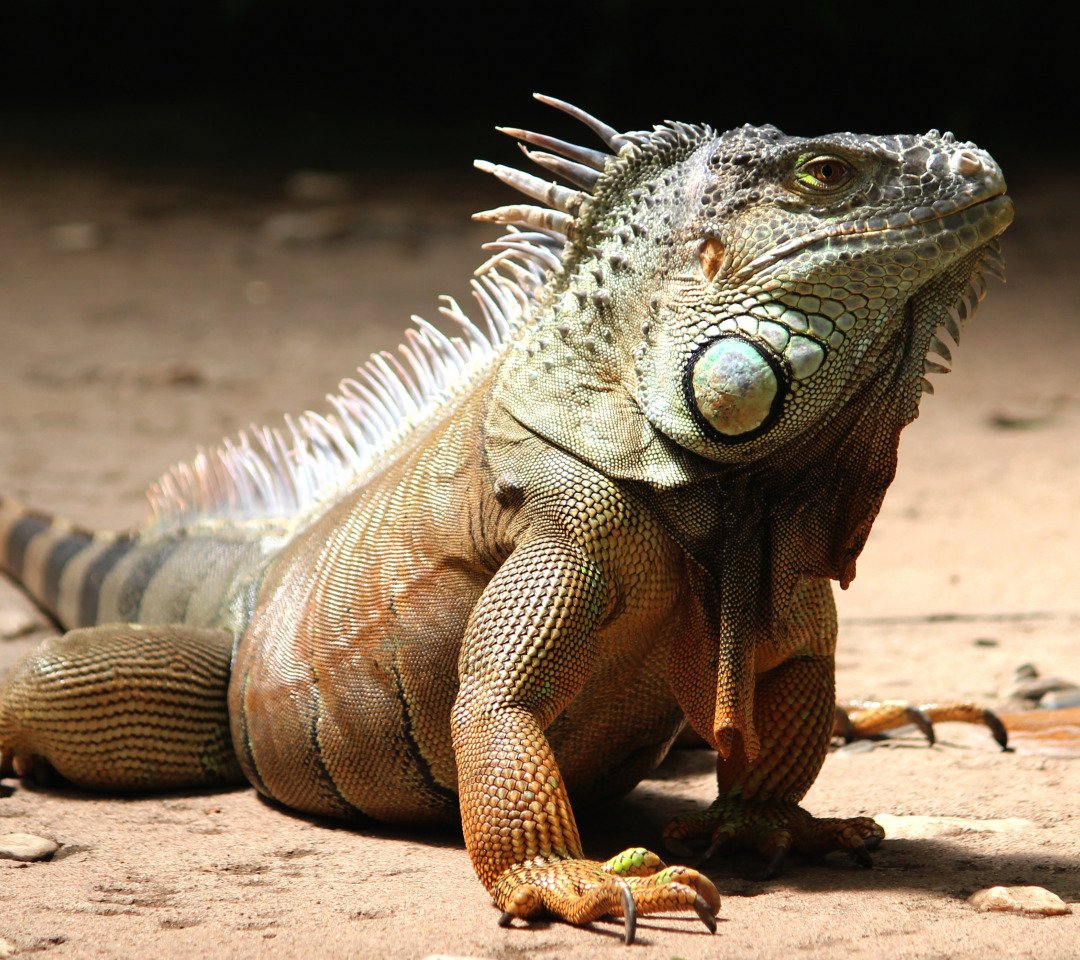 Игуана породы