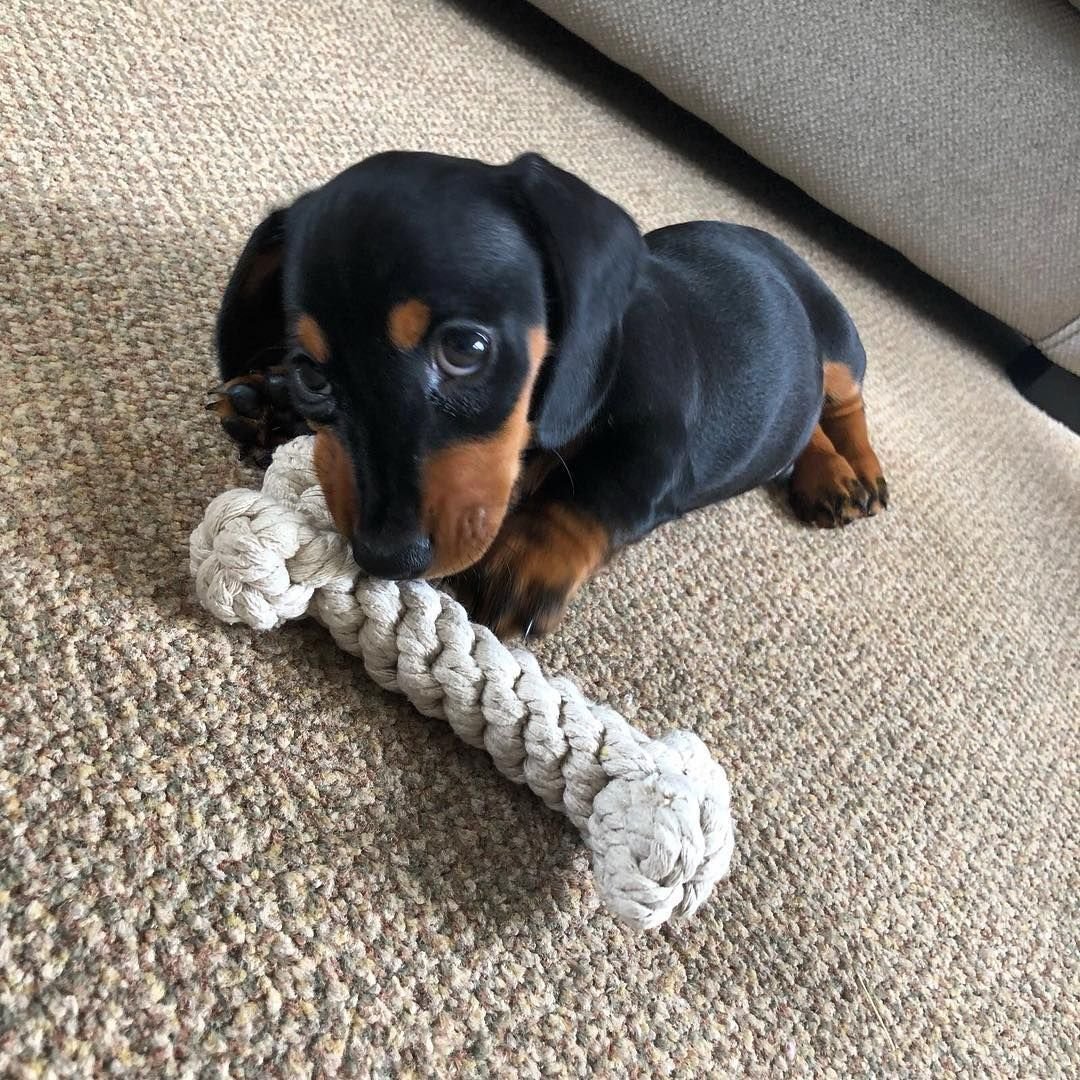 Очень милая такса