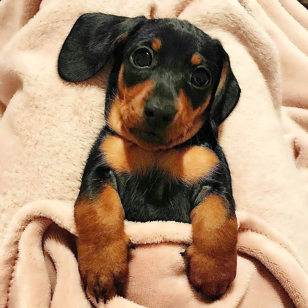 Милые щенки таксы