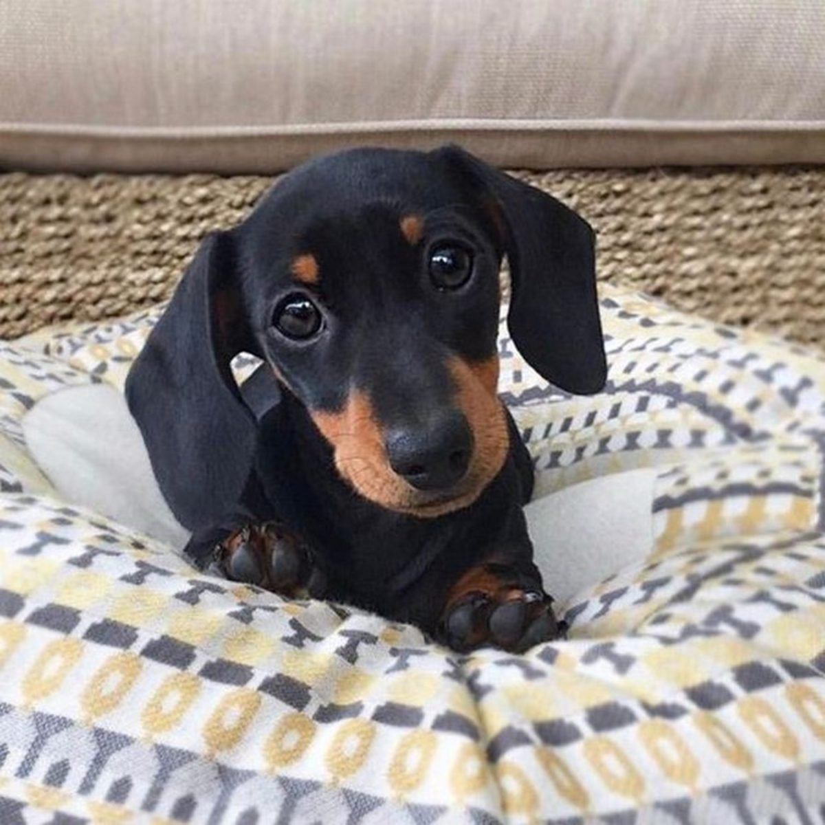 Большая такса порода