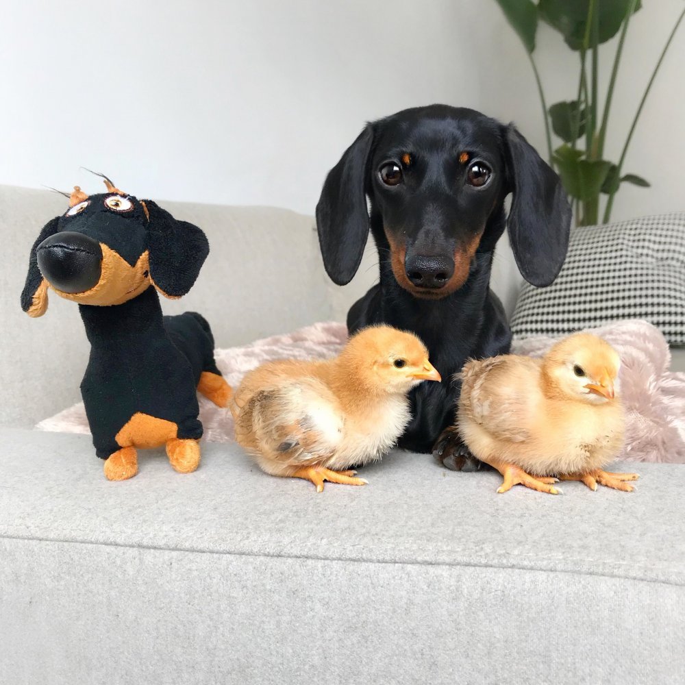 Детеныш таксы