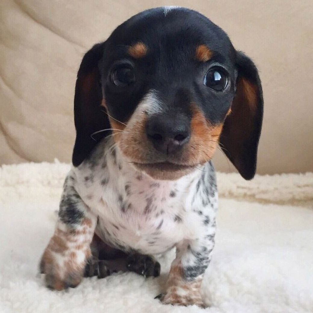 Собака такса маленькая белая