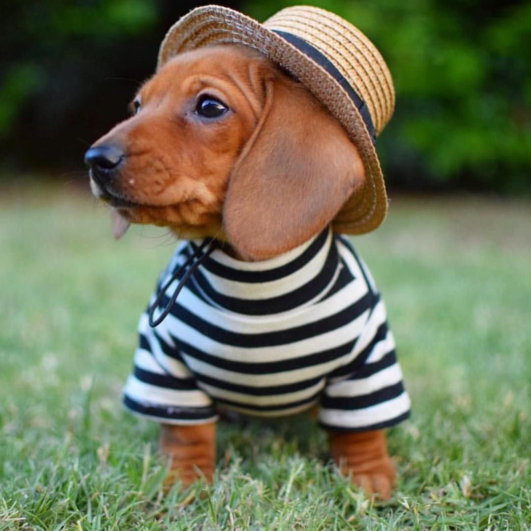 Британская такса