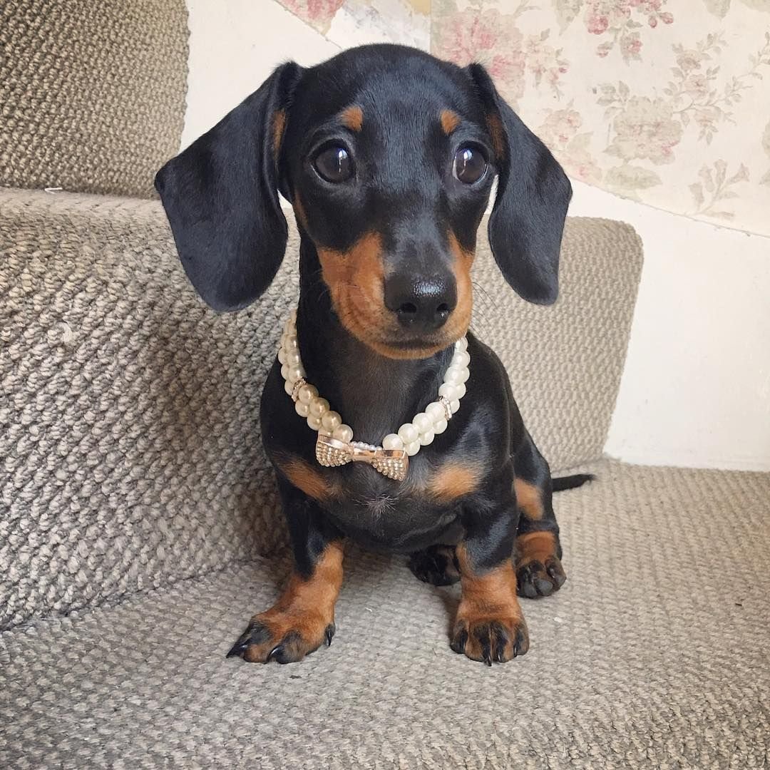 Такса малая