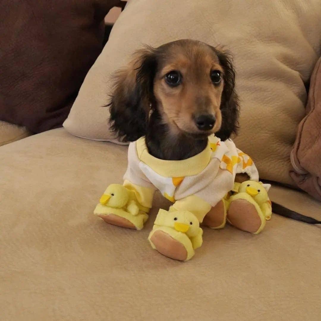 Пижама с таксами