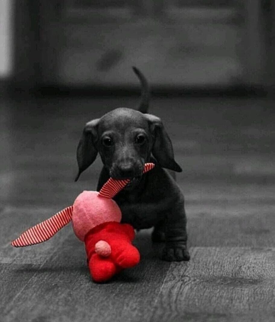 Такса милота