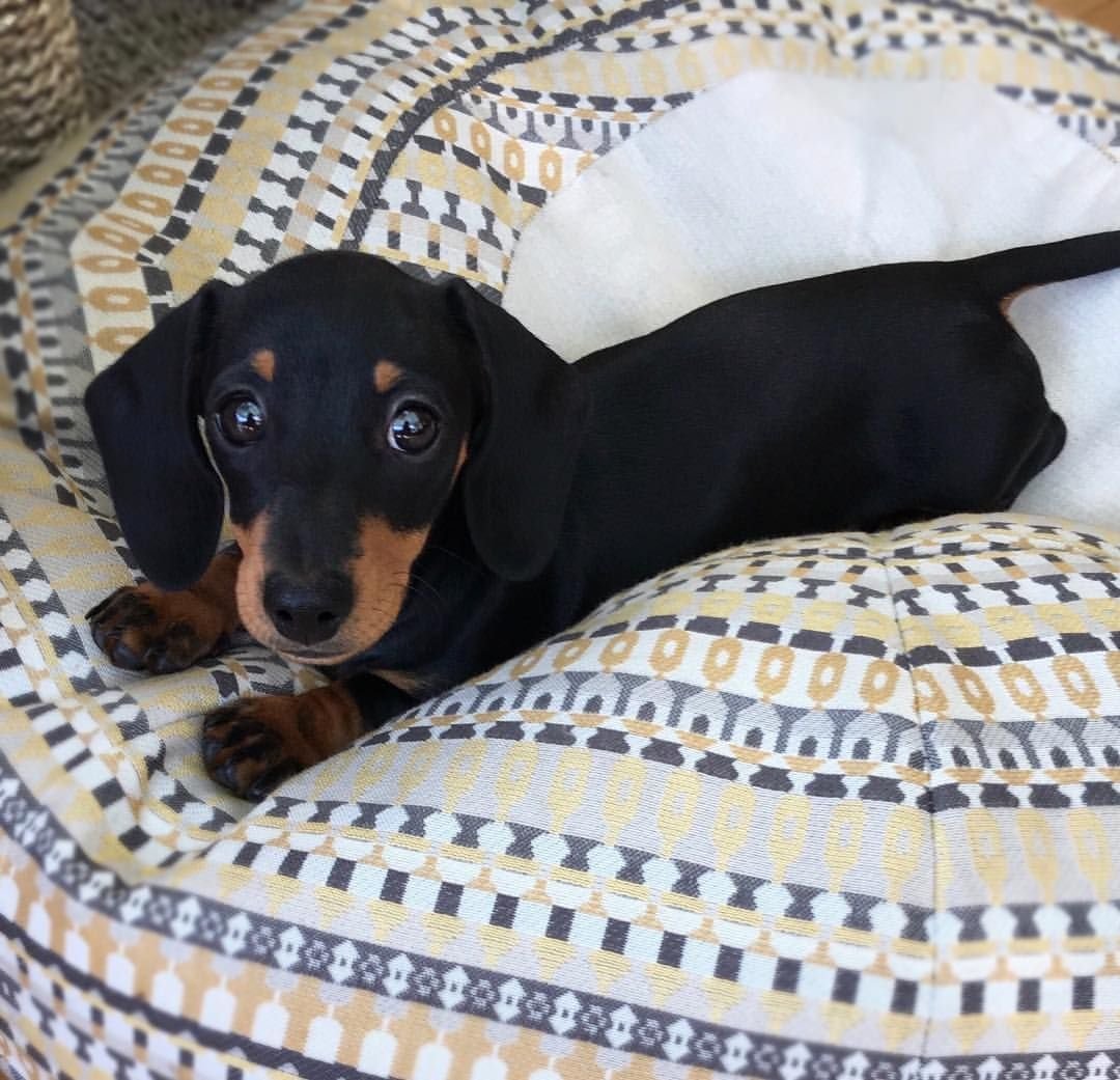 Белая такса