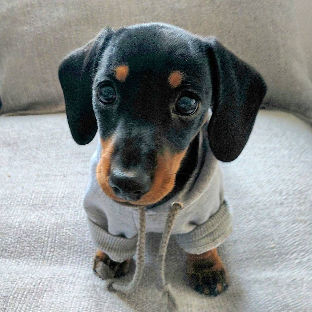 Милые щеночки таксы