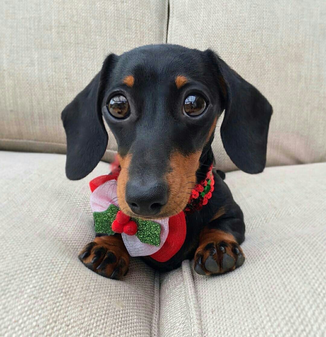 Такса собака щенок