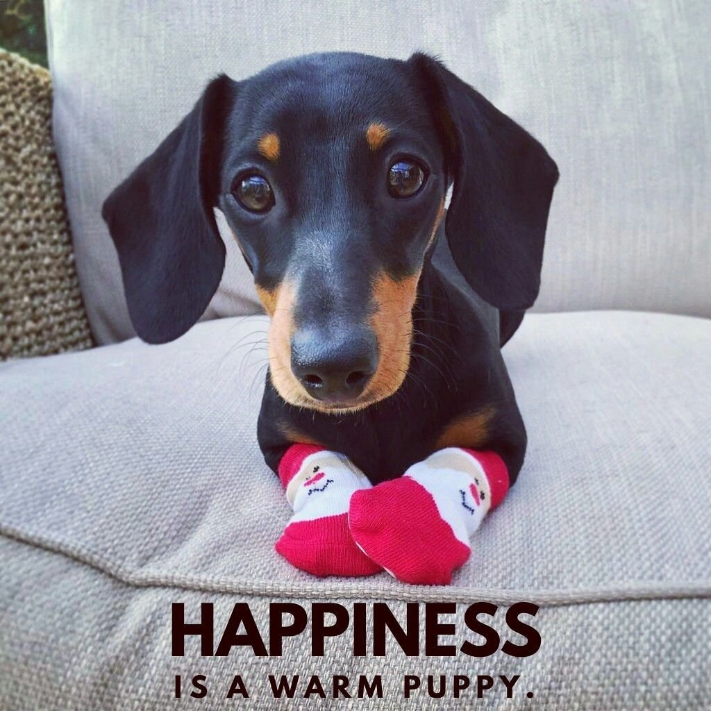 Новогодняя Эстетика Пинтерест таксы собаки