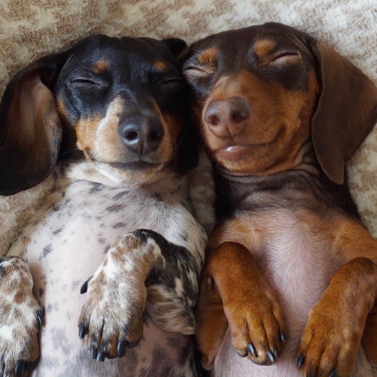 2 Собаки таксы