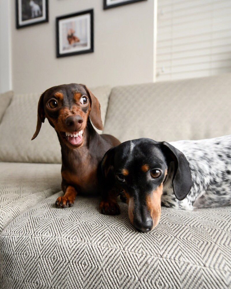 Собака такса смешная