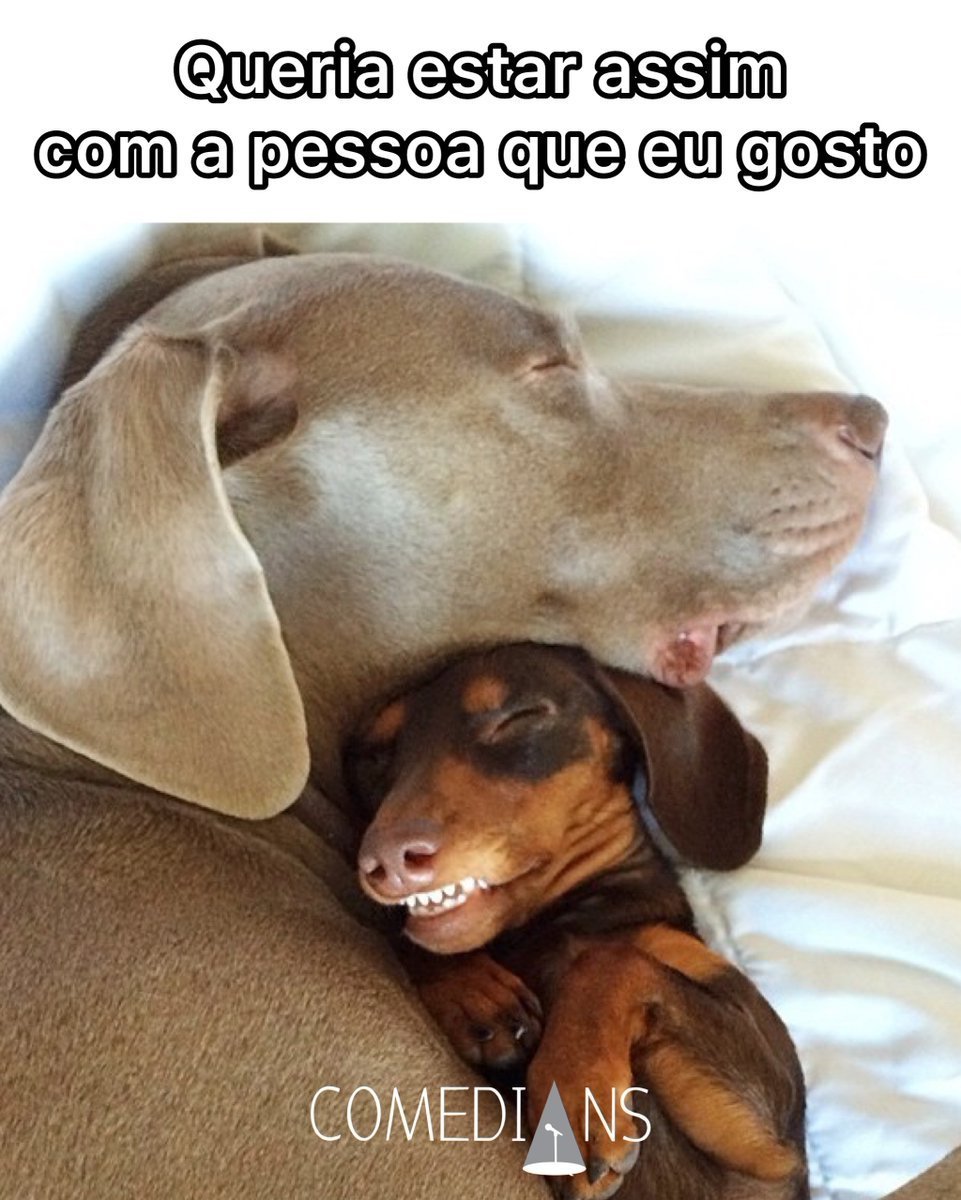 Веймаранер и такса