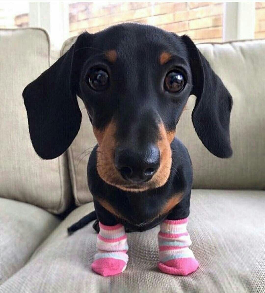 Такса собака большая