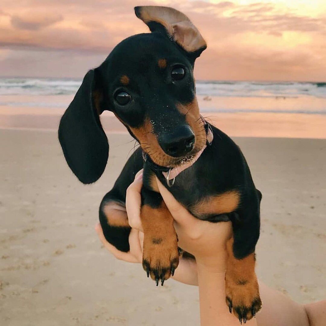 Такса aesthetic