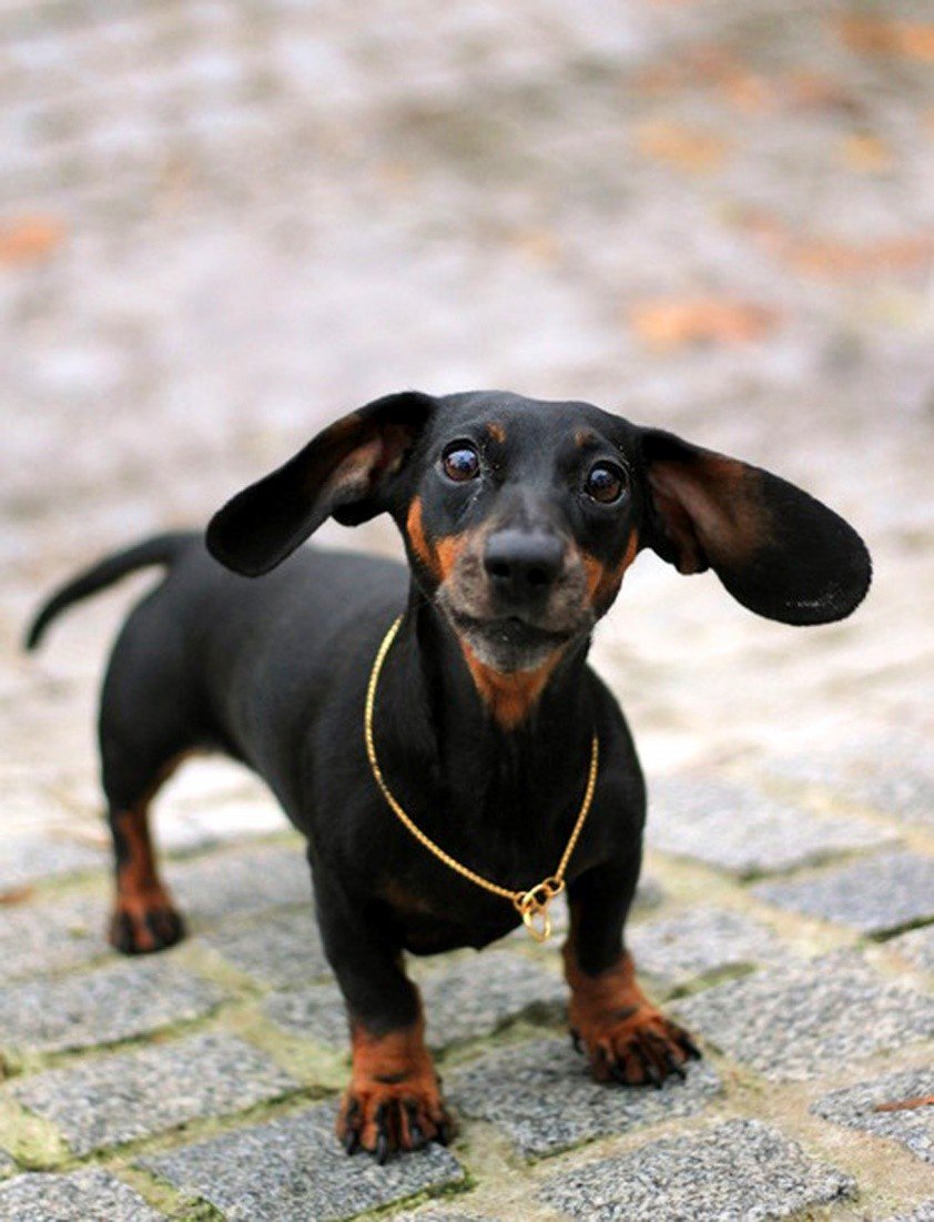 Австралийская такса