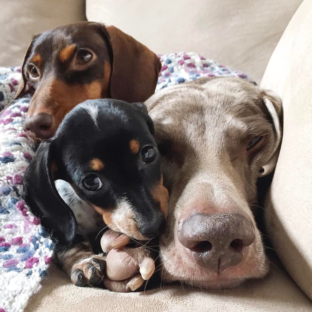 Веймаранер Харлоу, Индиана и Риз