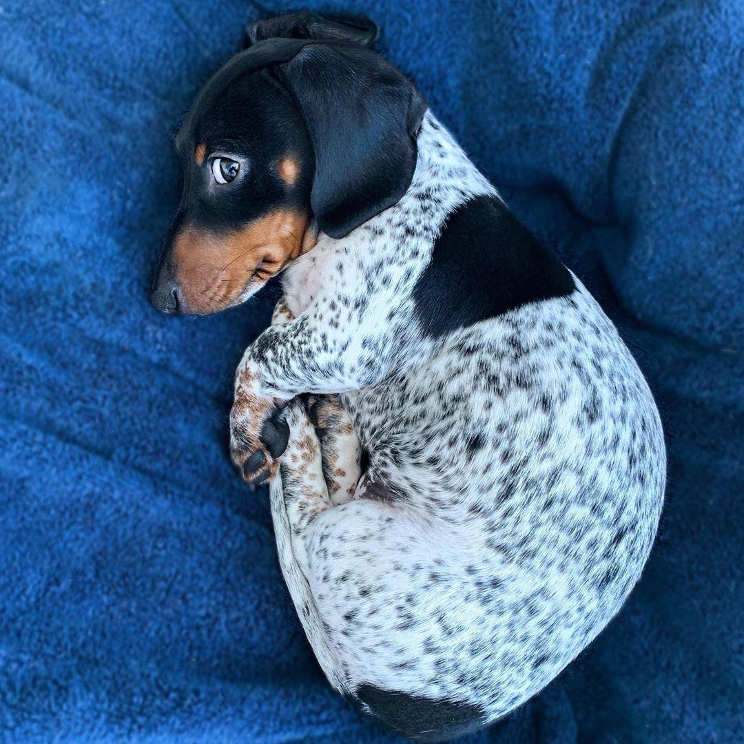 Пятнистая такса