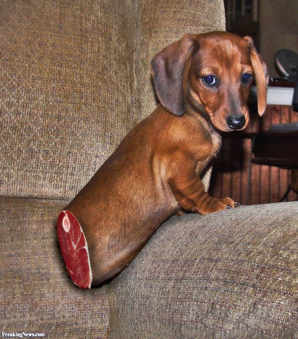 Большая такса порода