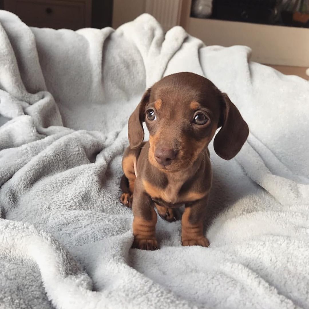 Такса собака щенок