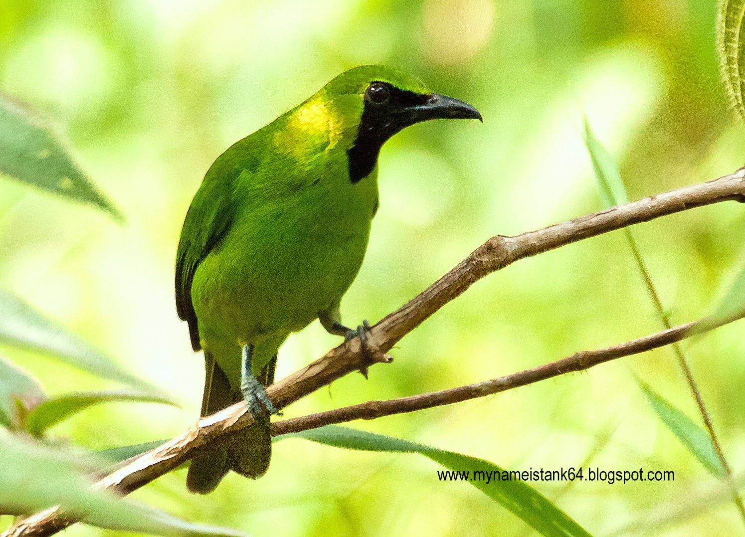 Птица с зеленым оперением. Зелёный САИ птица танагровых. Зеленая птичка. Птица с зеленой спинкой. Зеленая ворона.