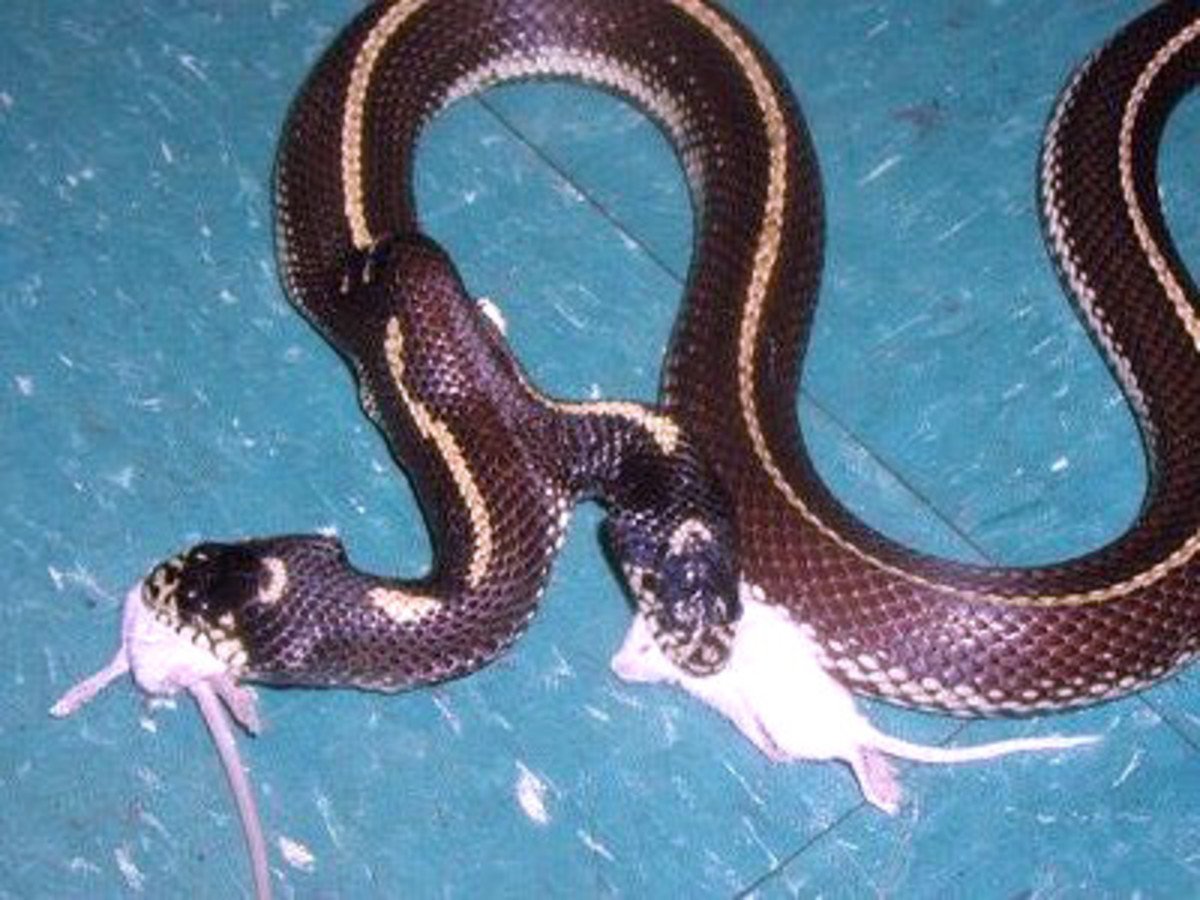 Двуглавая змея. Королевская Кобра двухголовая. Калифорнийская двухголовая Королевская змея. Двухголовая Гондурасская молочная змея. Сиамская Королевская Кобра.