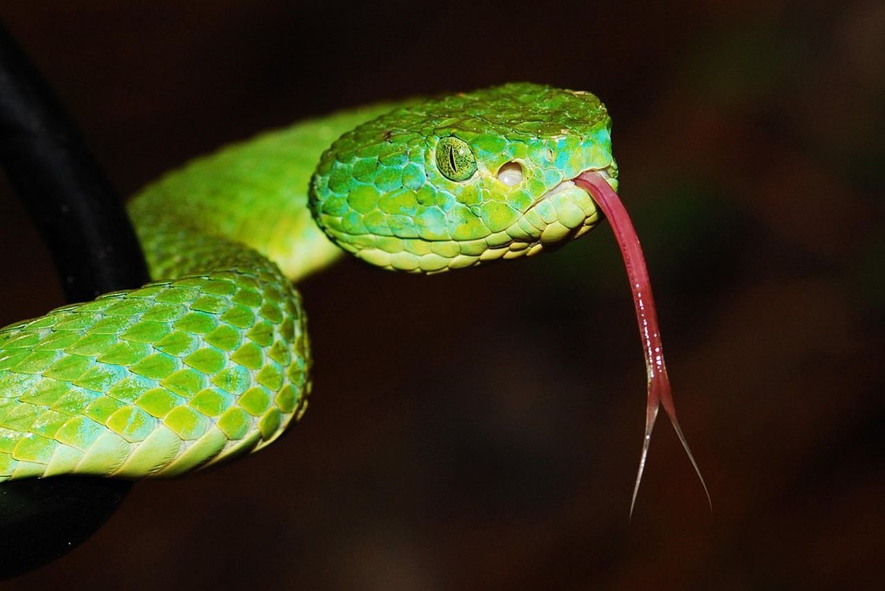 Большие зеленые змеи. Пресмыкающее полоз. Чешуйчатые змеи пресмыкающиеся. Кустарниковая гадюка (Atheris. Зелёный ботропс.