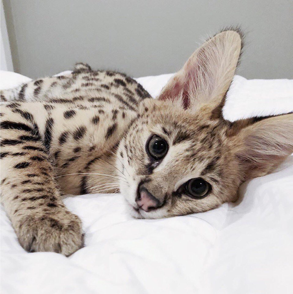 Саванна ф1 кошка