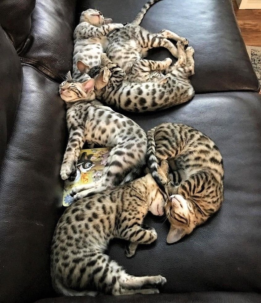 Толстый бенгальский кот