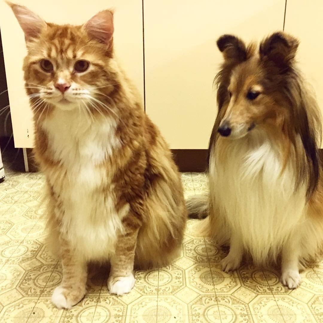 Мейн кун Омар