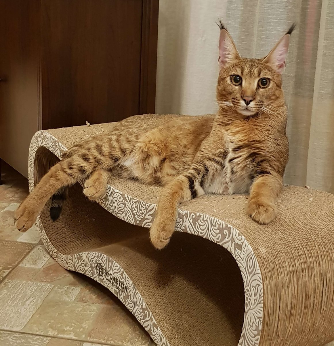 Каракал и каракет