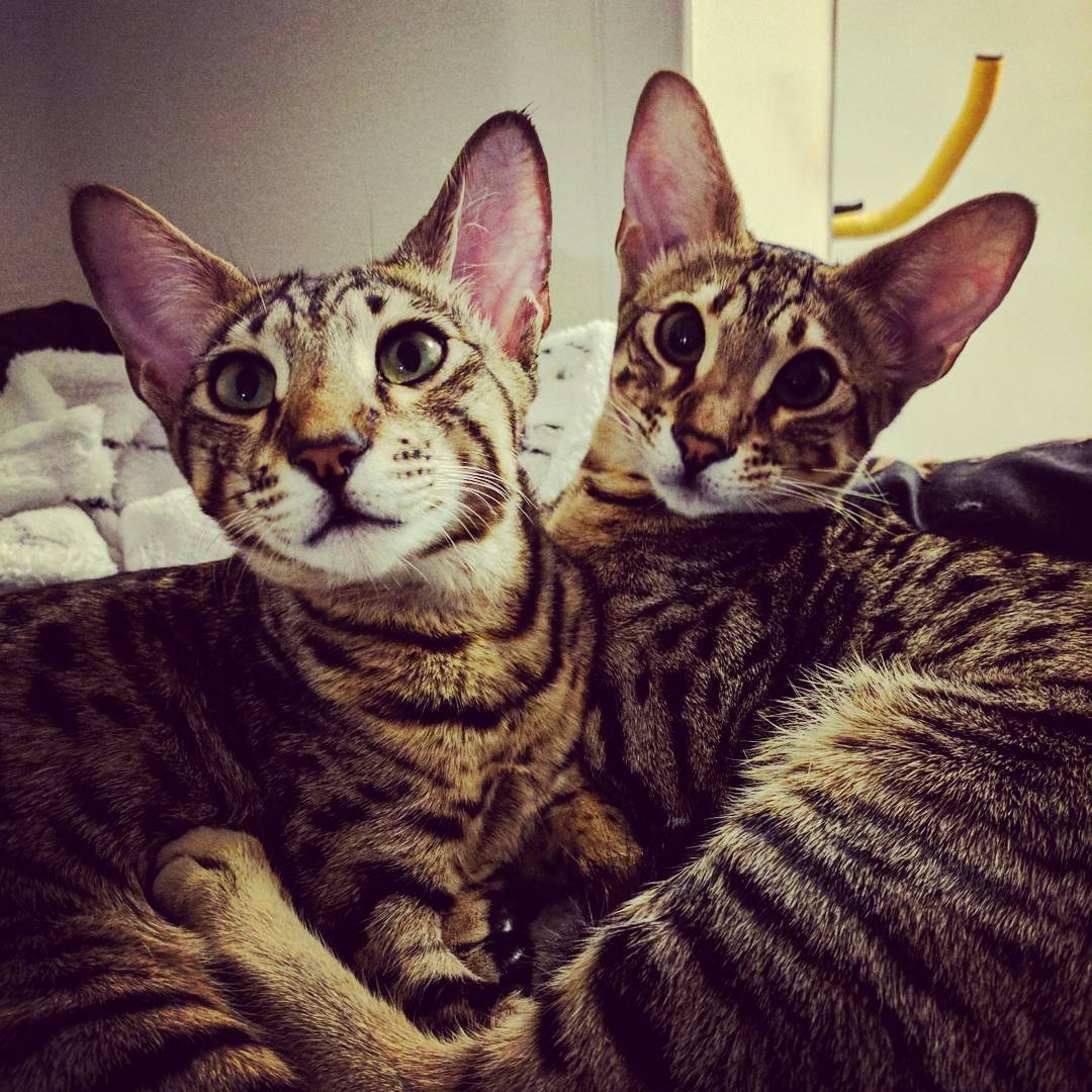 Оригинальные коты