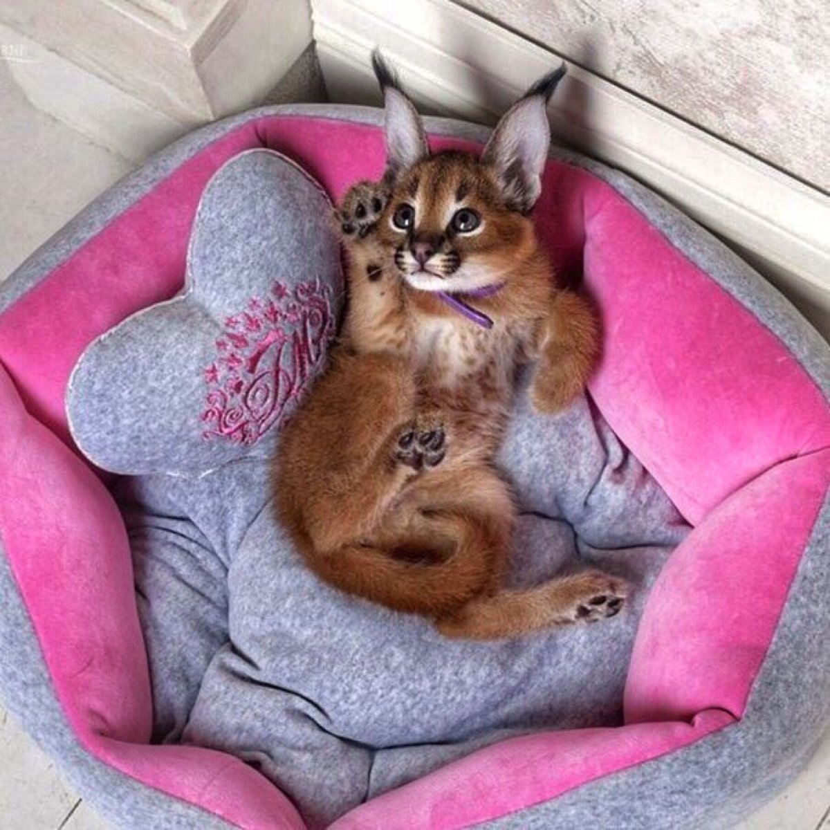 Рысь маленькая домашняя