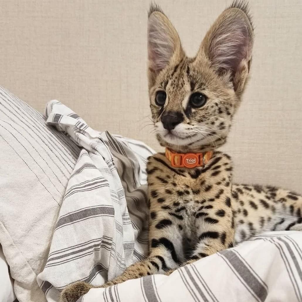 Карликовый сервал