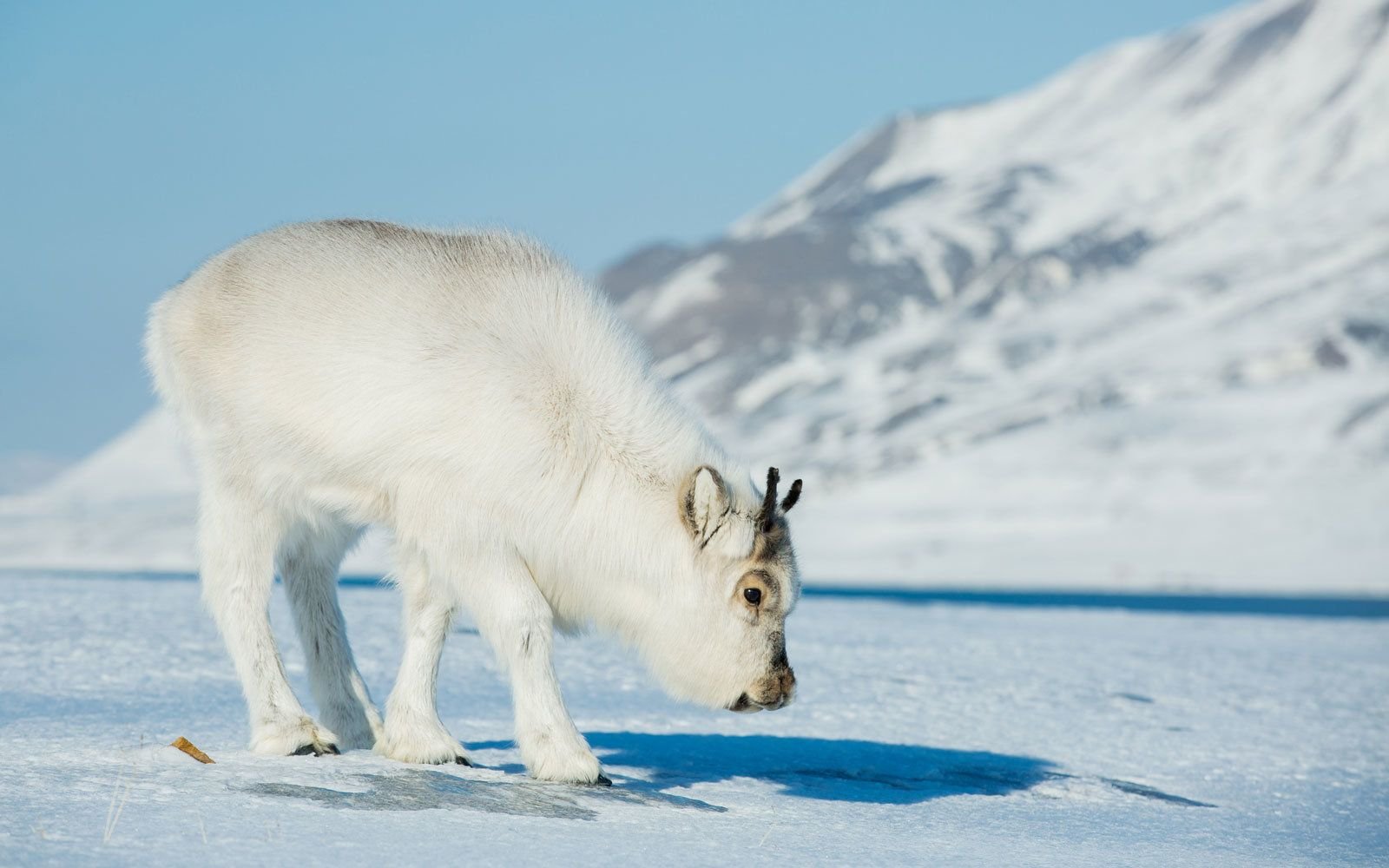 Детеныш северного оленя как называется. Шпицбергенский Северный олень. Северный олень арктических пустынь. Северный олень в арктической пустыне. Северный олень в Арктике.