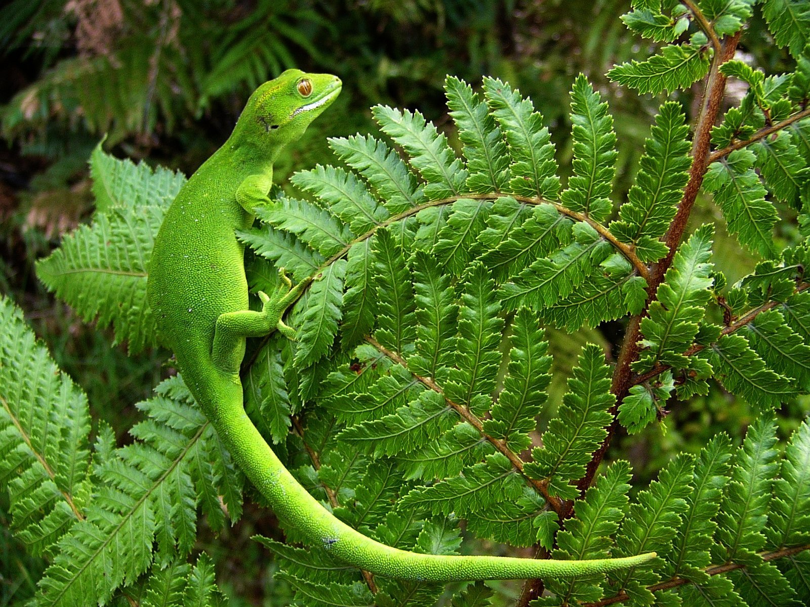 Лягушка травяная ящерица живородящая. Гиббон ящерица. Живородящие новозеландские Гекконы. Naultinus Gecko. Новозеландские зелёные Гекконы.