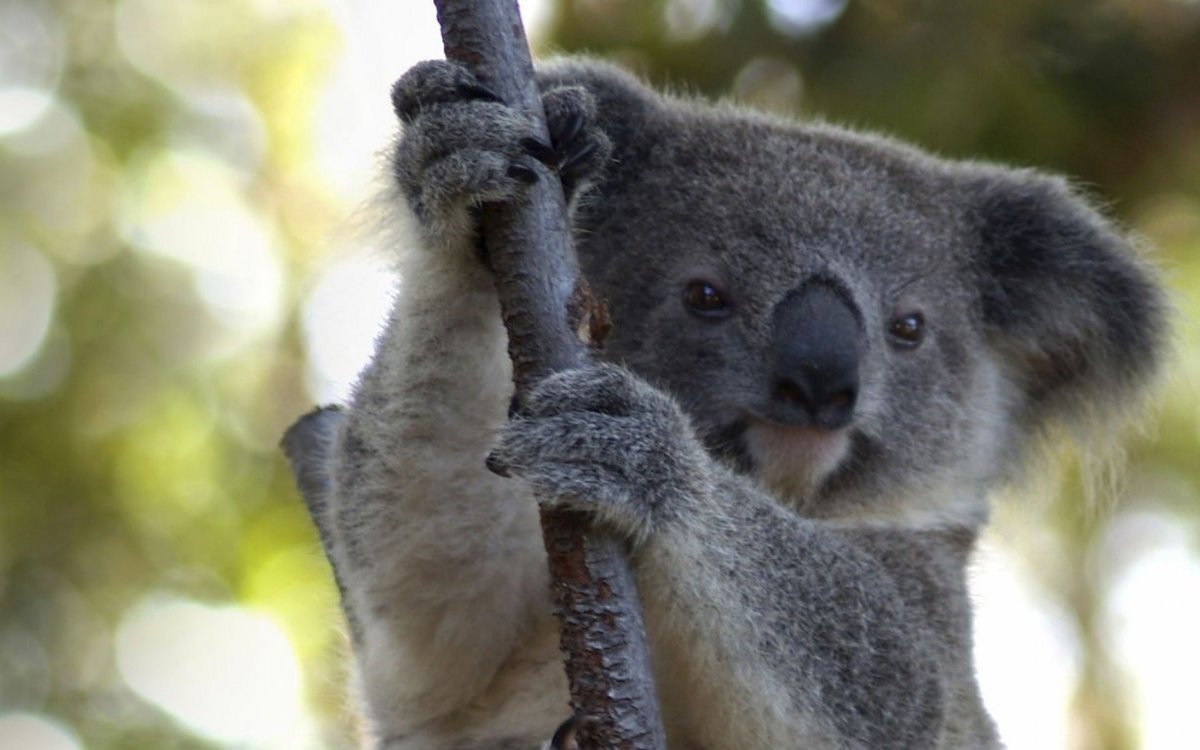 Коала сумчатое