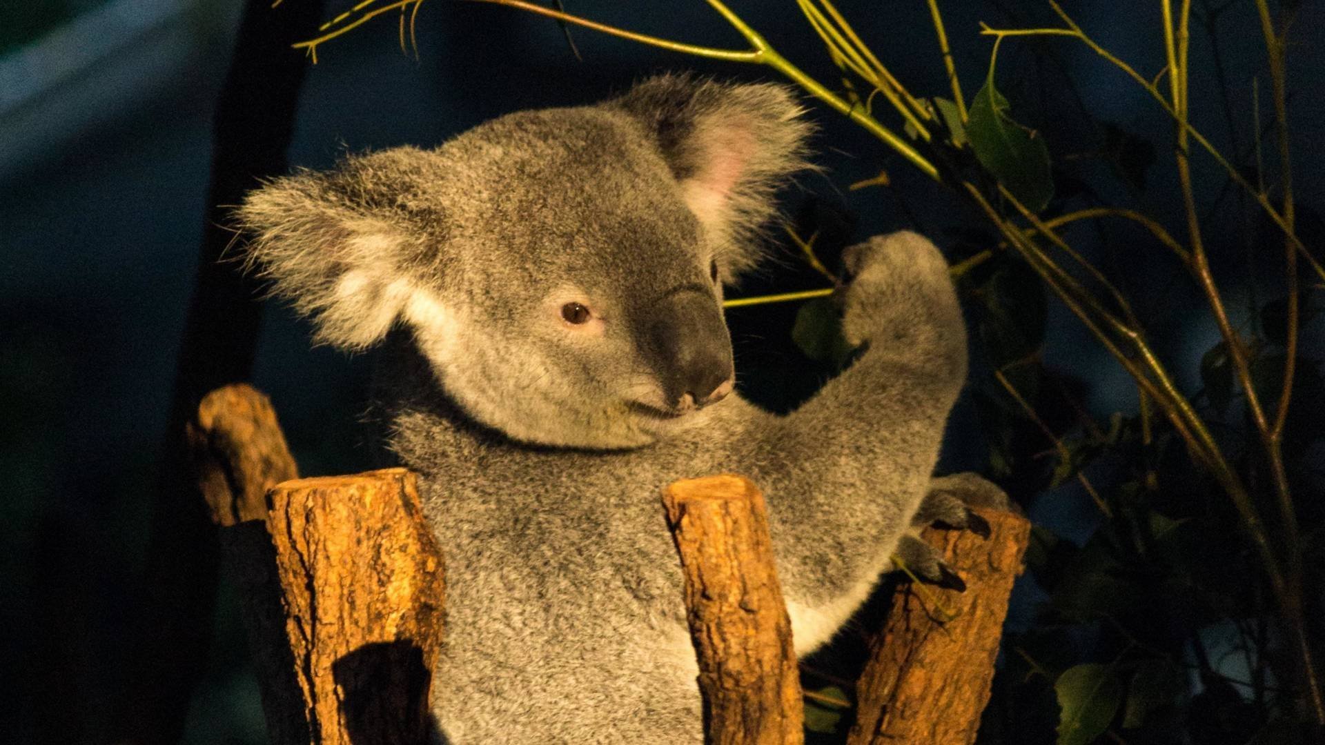 Коала относится к сумчатым. Коала. Лапа коалы. Лоун Пайн коала. Животные Южной Америки коала.